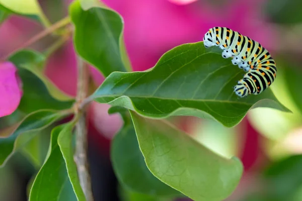 Πράσινη Προνύμφη Χελιδών Φυτό Μπουκαμβίλιας Ροζ Άνθη Papilio Polyxenes — Φωτογραφία Αρχείου