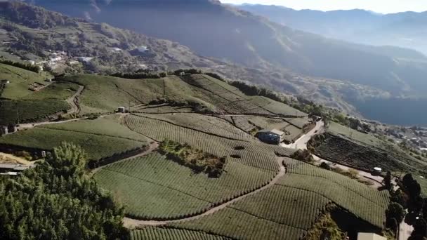 Вид Повітря Над Гірським Регіоном Чайними Терасами Алішані Тайбеї Тайвані — стокове відео