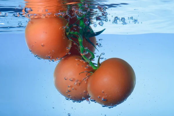 Tomates fraîches dans l'eau — Photo