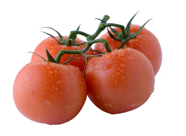 Beyaz arkaplanda izole domatesler