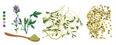 Alfalfa çiçekli bitki, filizler, fasulye ve kaşık tozlu. Lucerne 'den vegan organik yiyecekler. Tahıl ve tohumlar. Kafe menüleri için Doodle vektör posteri..