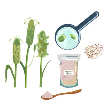 Psilyum bitkisi, deri kaplı kabuklar ve tahta kaşık. Ispagula tohumu ve tahıl. Organik sağlıklı vegan diyet lifleri. Keto unu. Superfood. Kafe menüsü ya da biyoloji dükkanı için el çizimi vektör posteri..
