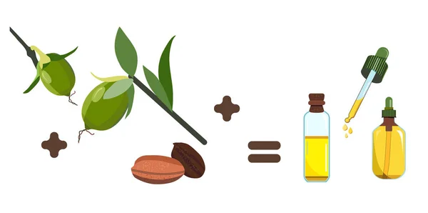 Jojoba Olie Zaden Bladeren Plantenextract Voor Cosmetologie Elixir Serum Lotion — Stockvector