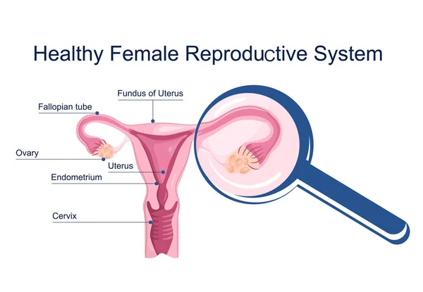 Zdravý Ženský Reprodukční Systém Lékařské Schéma Dělohou Děložním Čípkem Lupa — Stockový vektor