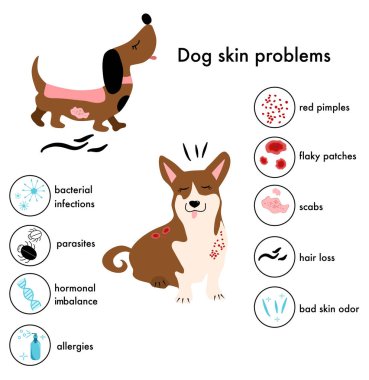 Köpek derisi problemleri, hastalıklar. Farklı semptomlara ve alerji nedenlerine sahip bilgi ikonları, sivilceler ve kabuklar. Köpek sağlığı hizmetleri. Veteriner afişi.