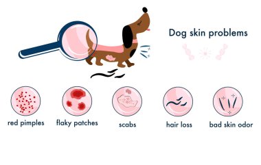Köpek derisi problemleri. Farklı semptomları olan bilgi ikonları, alerji, sivilceler ve kabuklar. Hayvanların sağlık sigortası. Yatay veteriner afişi. Pelt lezyonları ve saç kaybı, kaşıntı. Hayvan parazitleri. Vektör