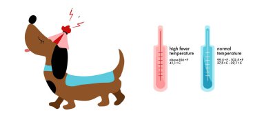 Köpeğin ateşi belirtileri. Termometreye sahip bilgi ikonları. Yüksek sıcaklık. Soğutma kompresi. Köpek sağlığı hizmetleri. Veteriner bayrağı.