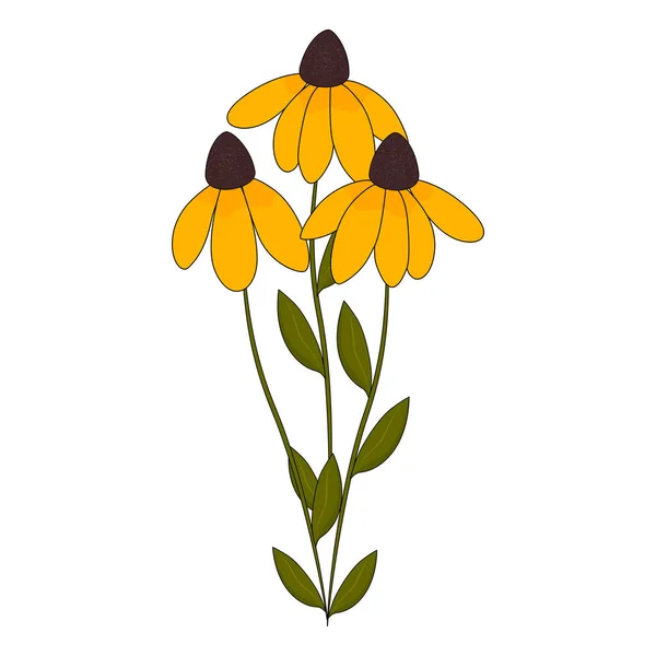 Fleurs jaunes d'automne, rudbeckia poilu. Illustration vectorielle. — Image vectorielle
