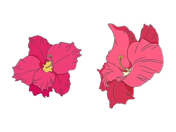 Gladiole fleur en style dessiné à la main. Illustration vectorielle. — Image vectorielle