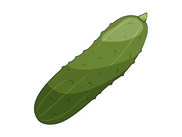 Illustration vectorielle de concombre vert isolée sur fond blanc. — Image vectorielle