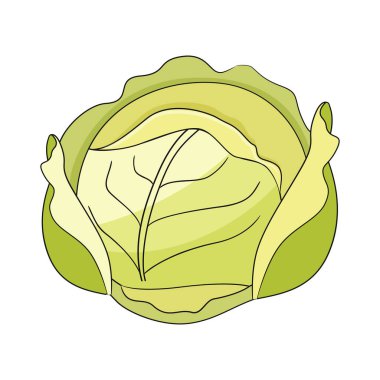 Lahana vektörü çizimi beyaz arkaplanda izole edildi.