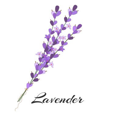 Lavanta çiçekleri. Buket moru. Vektör illüstrasyonu.