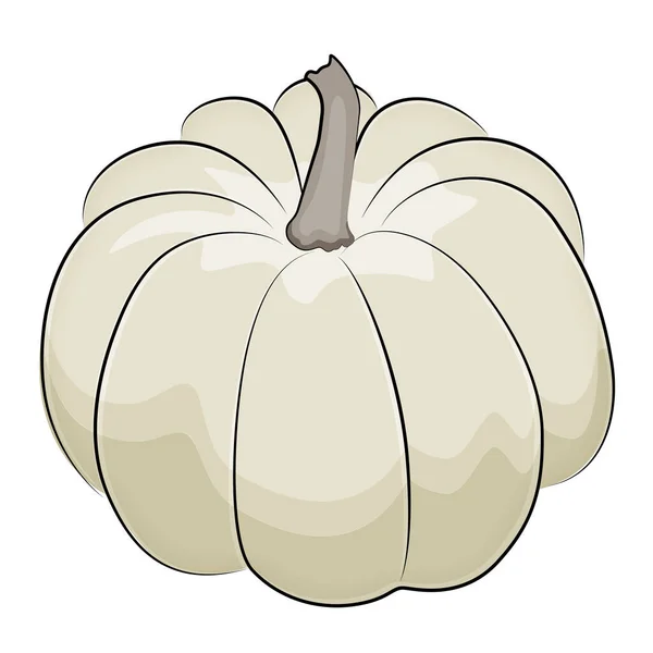 Zucca bianca autunnale su sfondo bianco. Illustrazione vettoriale. — Vettoriale Stock