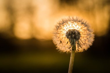Çiçekli karahindiba, tohumlarla, güneş tarafından aydınlatılmış.. 