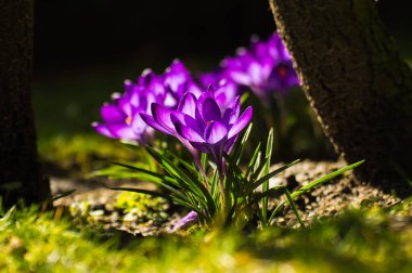 Baharda bir çayırda çiçek açmış. Baharın gelişi. 