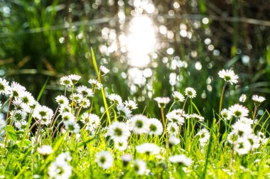 Taze çiçek açmış papatyalar, gün ışığında çekilmiş. Baharın gelişi. 