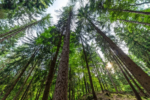 Yukarıya bakan, aşağıdan çekilmiş bir çam ormanı. Çamlar, gökyüzü ve ışık. Ekosistem, doğa ve ormanlar. 