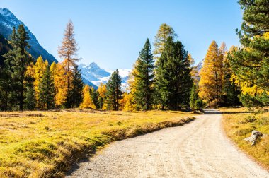 İsviçre, Roseg Vadisi 'nin sonbahar manzarası, ağaçlar ve sonbahar renkleriyle.