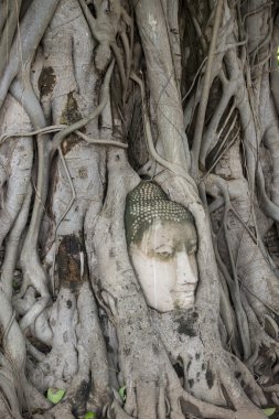 Taş başını Ağaç kökleri arasına