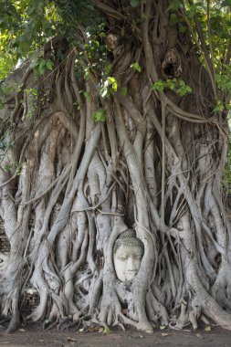 Taş başını Ağaç kökleri arasına