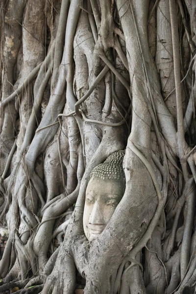 Stone head between tree roots — Stock Photo, Image