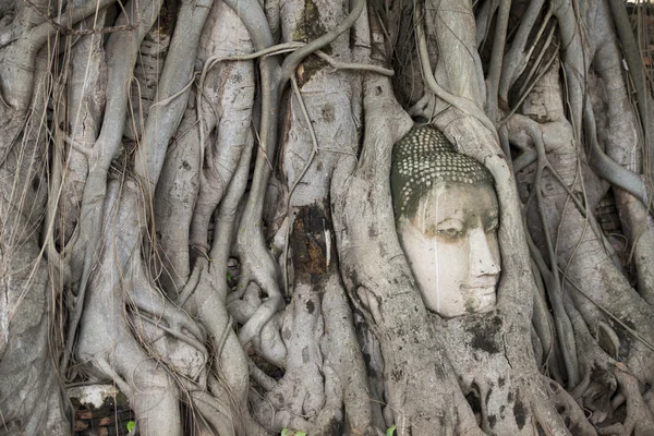 Stone head between tree roots — Stock Photo, Image