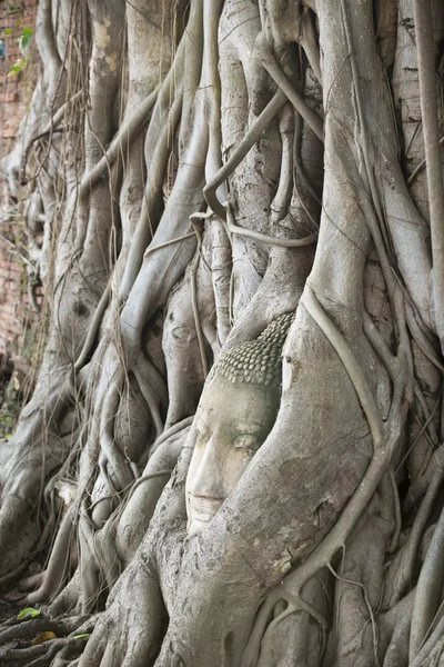 Stone head between tree roots — Stock Photo, Image
