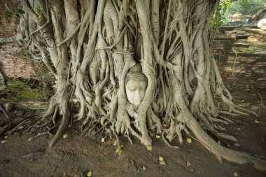 Taş başını Ağaç kökleri arasına