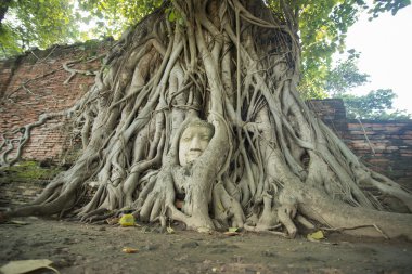 Taş başını Ağaç kökleri arasına