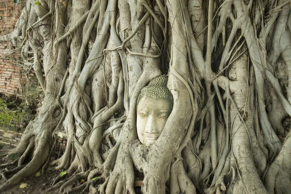 ASIA THAILAND AYUTHAYA WAT PHRA MAHATHAT STONE HEAD — Stock Photo, Image