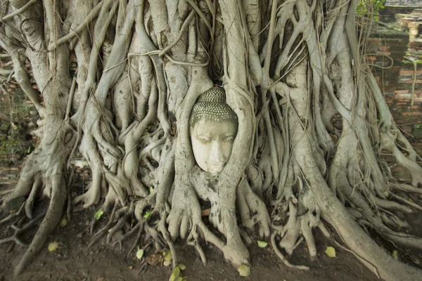 ÁSIA TAILÂNDIA AYUTHAYA WAT PHRA MAHATHAT cabeça de pedra — Fotografia de Stock