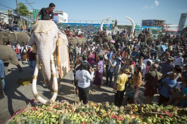 Birkaç Beyaz Fil'den biri.