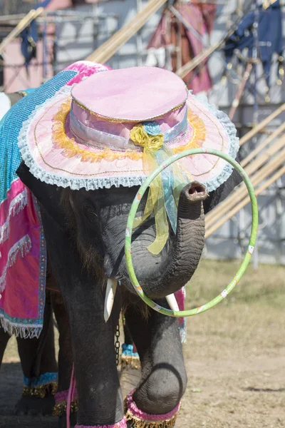 Stor elefant show — Stockfoto