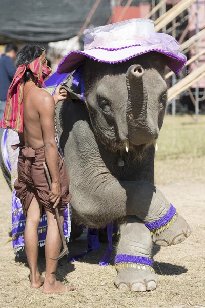 Grote olifant show — Stockfoto