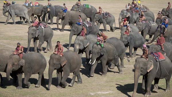 Шоу Big Elephant — стоковое фото