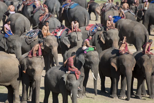 Stor elefant show — Stockfoto