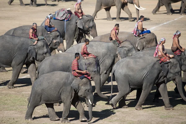Wielkie show słoń — Zdjęcie stockowe