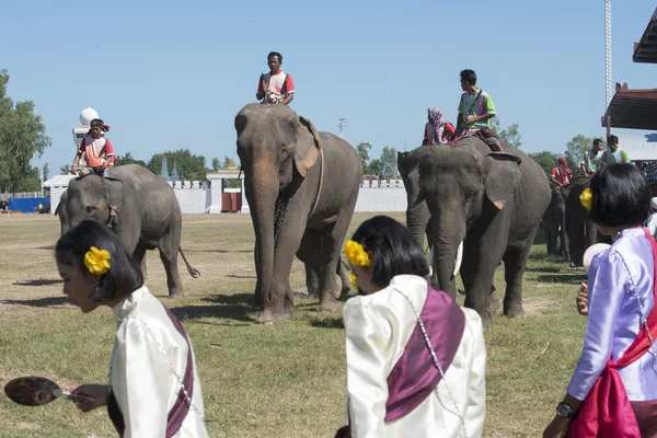 Grande espectáculo de elefantes — Fotografia de Stock