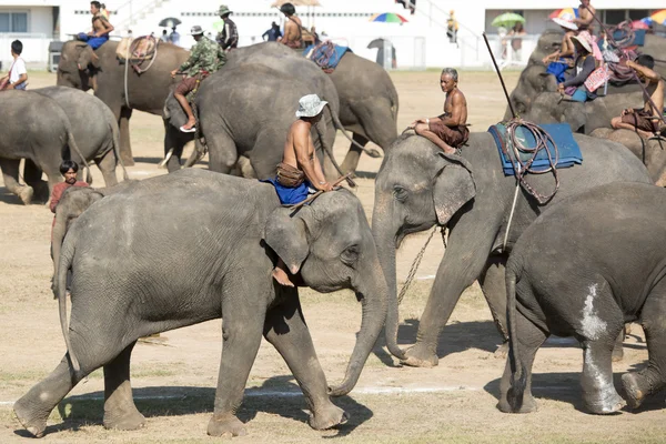 Grande spettacolo di elefanti — Foto Stock