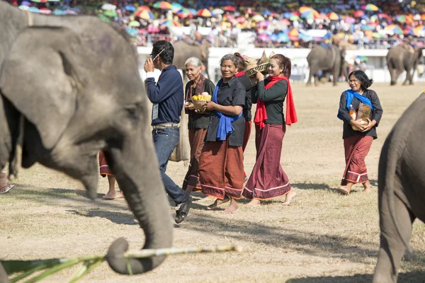 Великий слон Показати — стокове фото