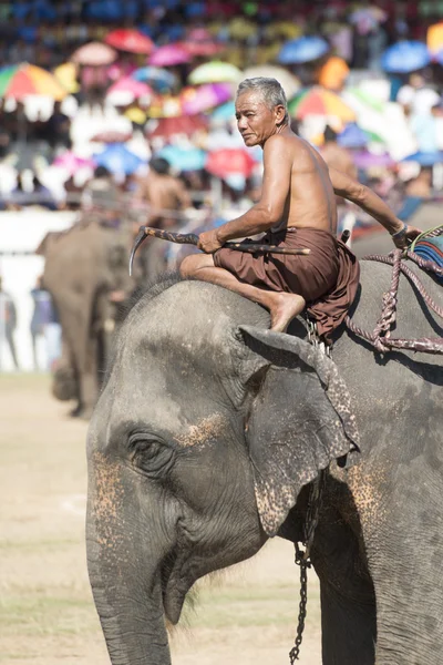 Stor elefant show — Stockfoto