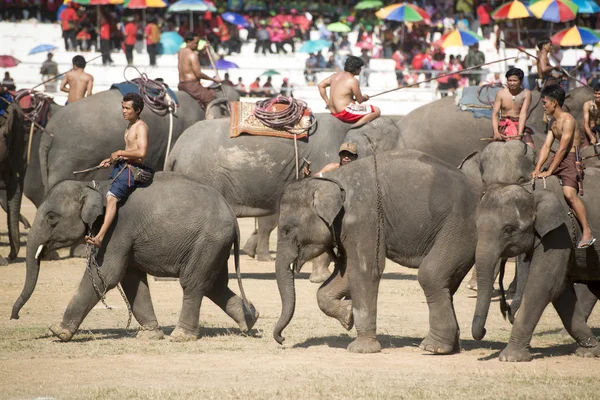 Big Elephant show — Stock Photo, Image