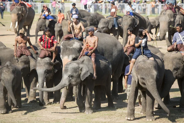 Big Elephant show — Stock Photo, Image