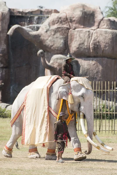 Один из немногих Белых Слонов — стоковое фото