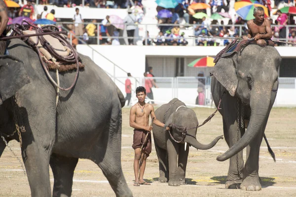 Grande espectáculo de elefantes — Fotografia de Stock