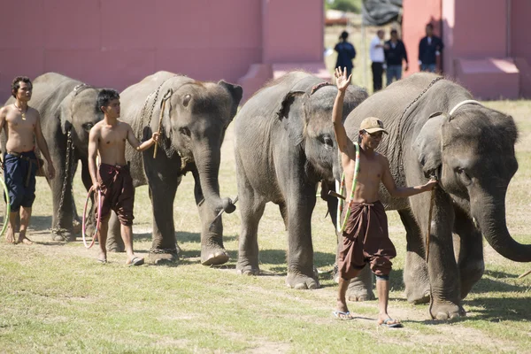 Grote olifant show — Stockfoto