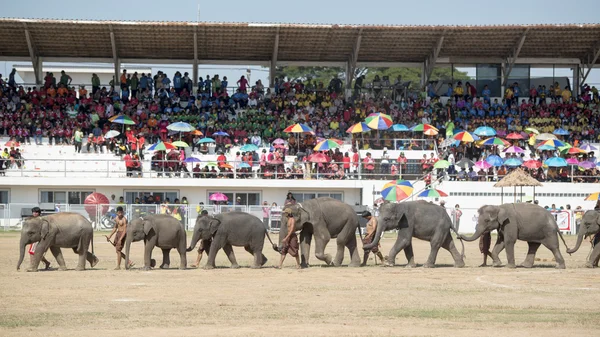 Big Elephant show — Stock Photo, Image