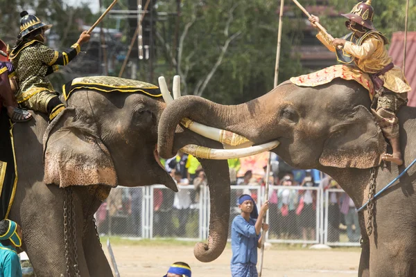 Big Elephant show — Stock Photo, Image