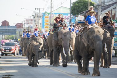 Surin şehir merkezinde sokaklarda Filler
