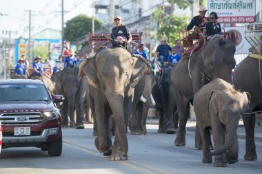 Surin şehir merkezinde sokaklarda Filler